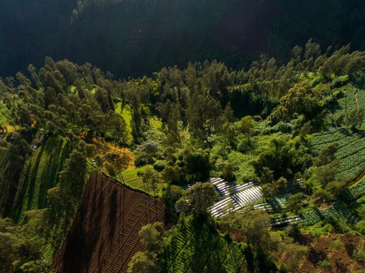 Hotel Plataran Bromo Esterno foto